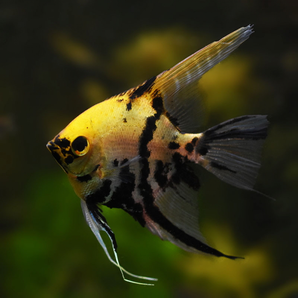 Koi Skalar, Pterophyllum scalare Koi Koi Skalar, Pterophyllum scalare Koi